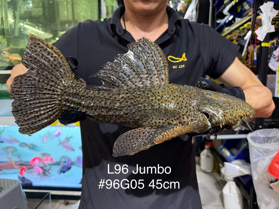 * Pleco *  Pseudacanthicus spinosus GIANT (L96 pleco) 45cm #96G05 (Actual piece)