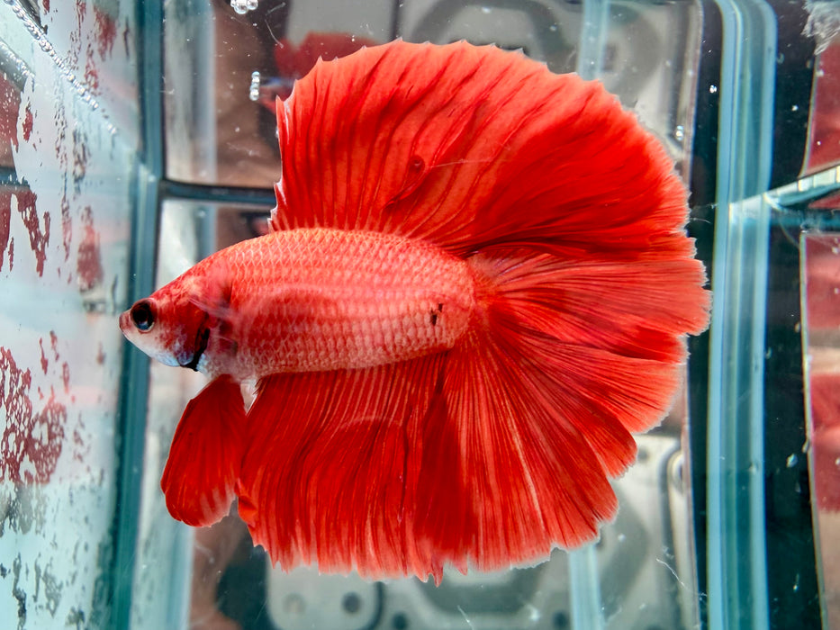 * Betta * DTHM Doubletail Halfmoon (Actual Fish) #59