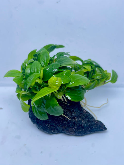 * Plants* Anubias Mini Golden Nana on lava rock (5x5cm) #03