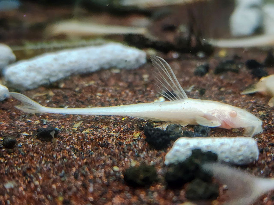 * Pleco *  Rineloricaria lanceolata ALBINO (Albino chocolate whiptail) 6-8cm