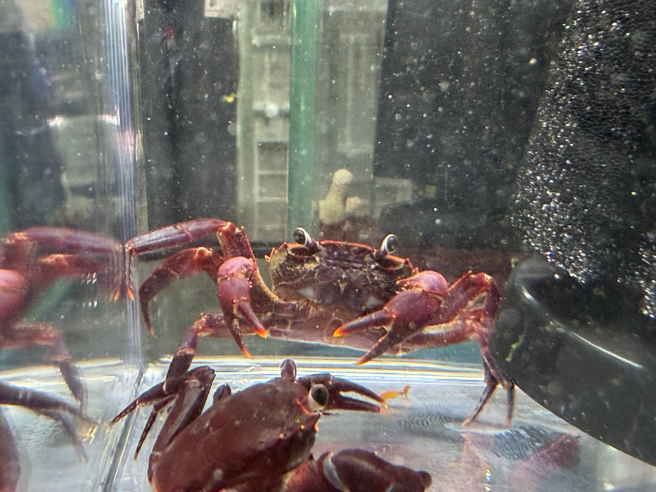 * Shrimps * Syntripsa Matannensis (Matano Purple Crab)