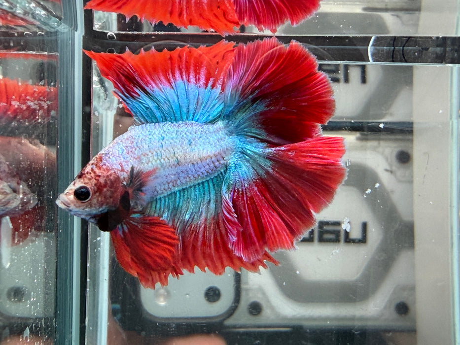 * Betta * DTHM Doubletail Halfmoon (Actual Fish) #53