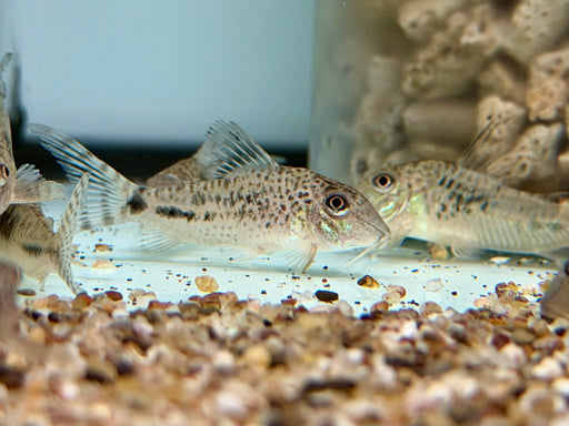 * Corydoras * Corydoras Fulleri