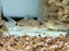 * Corydoras * Corydoras Fulleri