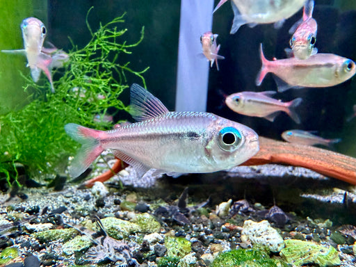 * Tetra/Barb  * Hyphessobrycon Rubra (Blue Sapphire Tetra) “WILD”