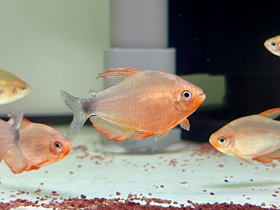 * Tetra/Barb  * Hyphessobrycon Peugeoti