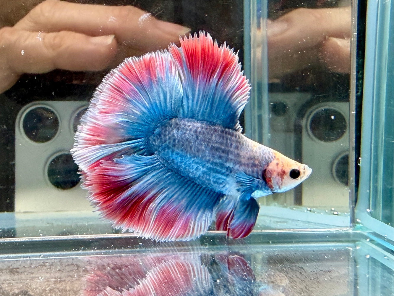 * Betta * Junior DTHM Doubletail Halfmoon (Actual Fish) #09