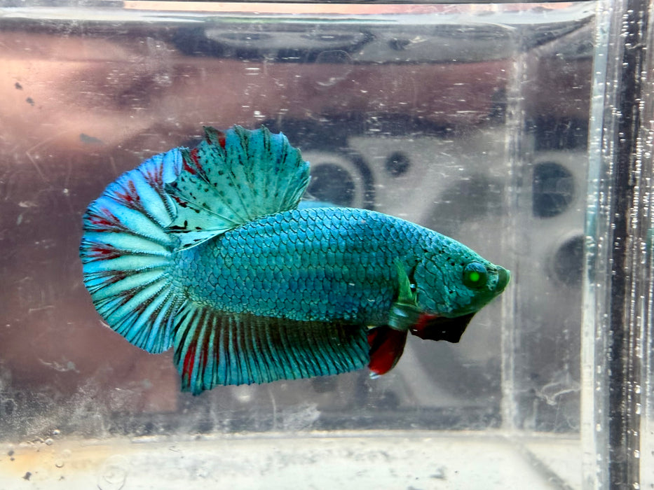 * Betta * HMPK (Actual Fish) #14