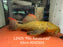* Pleco *  Pseudacanthicus sp. L2425 “Rio Itacaiunas” 42cm #242504 (Actual piece)