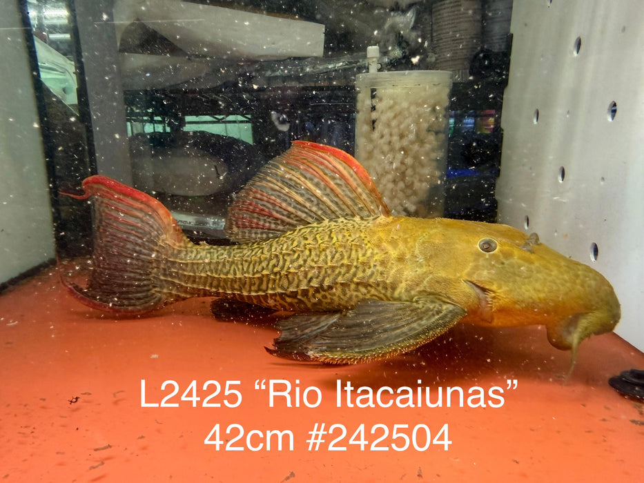 * Pleco *  Pseudacanthicus sp. L2425 “Rio Itacaiunas” 42cm #242504 (Actual piece)