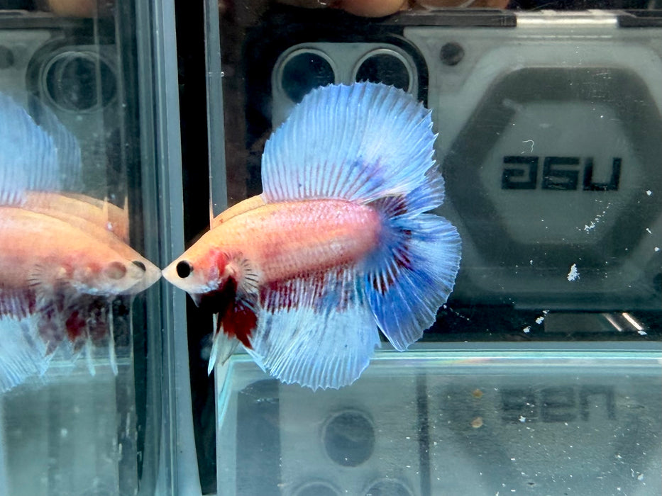 * Betta * Junior DTHM Doubletail Halfmoon (Actual Fish) #24