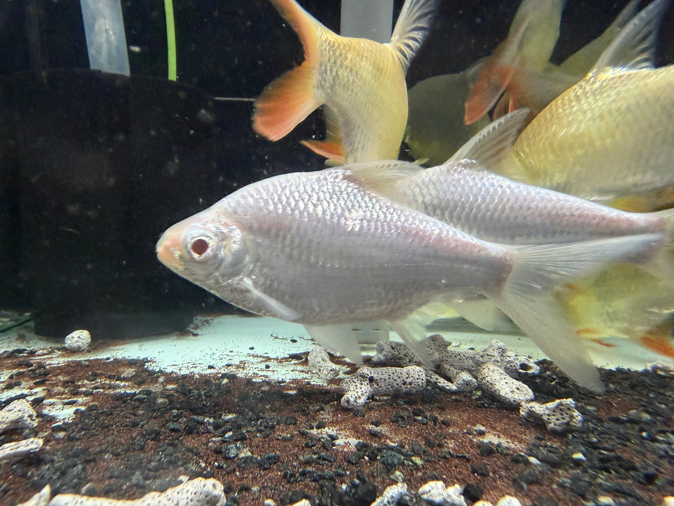 * Other Species * Tin Foil Barb (TFB) 14-16cm
