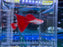 * Livebearers *  Albino Red Cobra Guppy PAIR