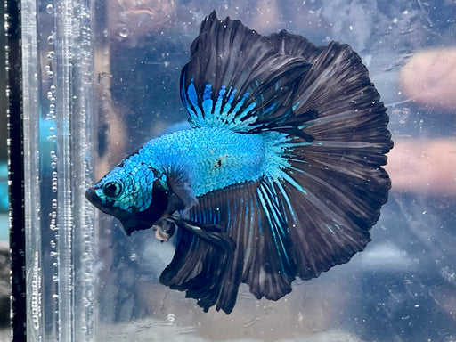 * Betta * Bicolour Metallic HM (Actual Fish) #HM10