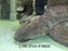 * Pleco * Pseudacanthicus Major L186 (37cm) #18602 (Actual Piece)