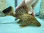 * Pleco *  Panaque armbrusteri (L27a Tocantins) 22cm #27A22 (Actual piece)