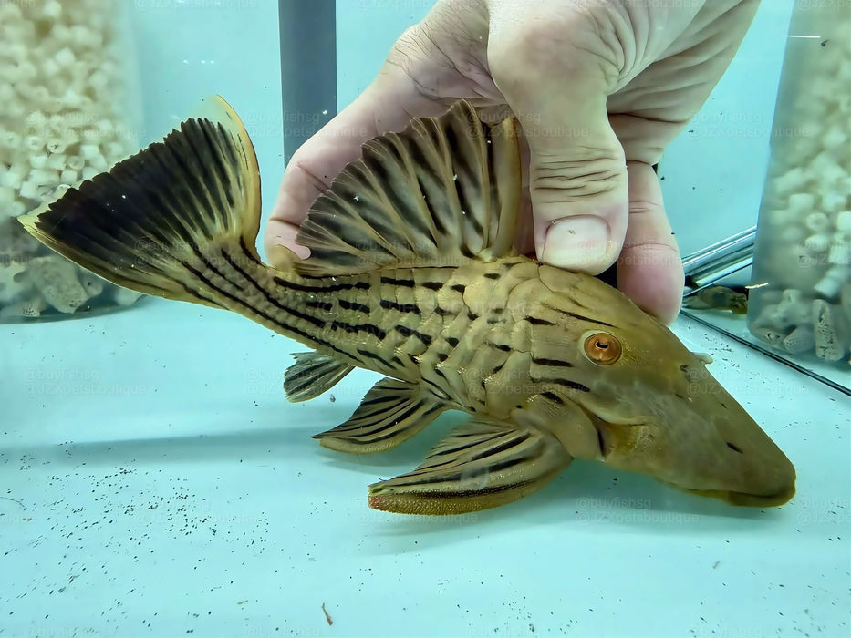 * Pleco *  Panaque armbrusteri (L27a Tocantins) 22cm #27A22 (Actual piece)