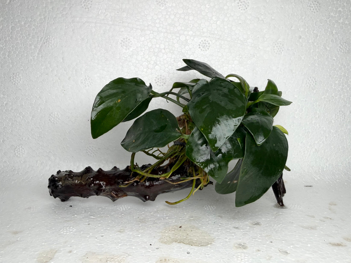 * Plants* Anubias Nana on Spiderwood #102