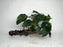 * Plants* Anubias Nana on Spiderwood #102