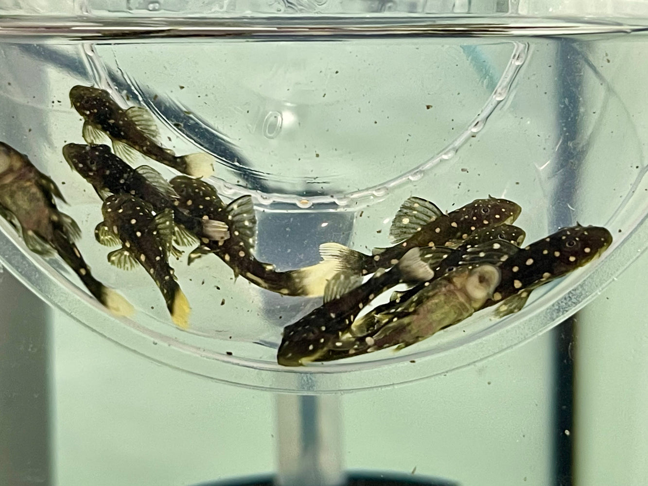 * Pleco * Hypostomus Luteus Captive Bred 4cm