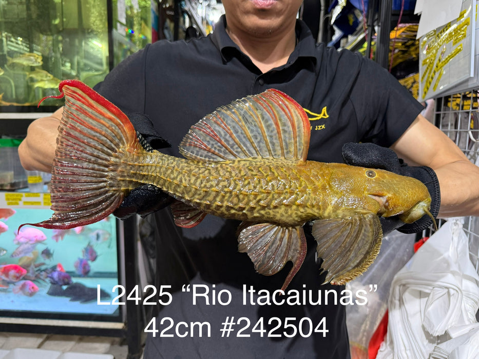 * Pleco *  Pseudacanthicus sp. L2425 “Rio Itacaiunas” 42cm #242504 (Actual piece)