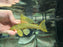* Pleco *  Baryancistrus demantoides (L200 High Fin) 16-18cm