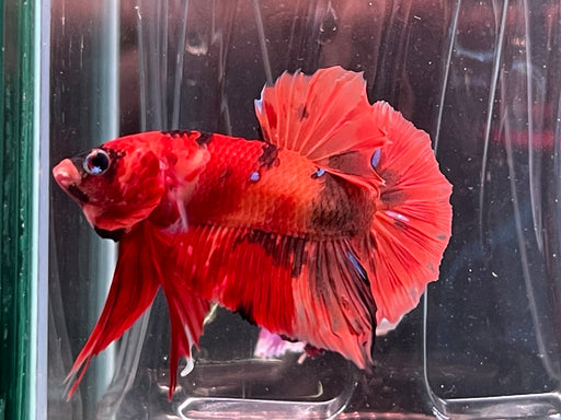 * Betta * Show Betta #B20 (Actual Fish)