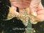 * Pleco * L273 Titanic Pleco 9cm #27314 (Actual piece)