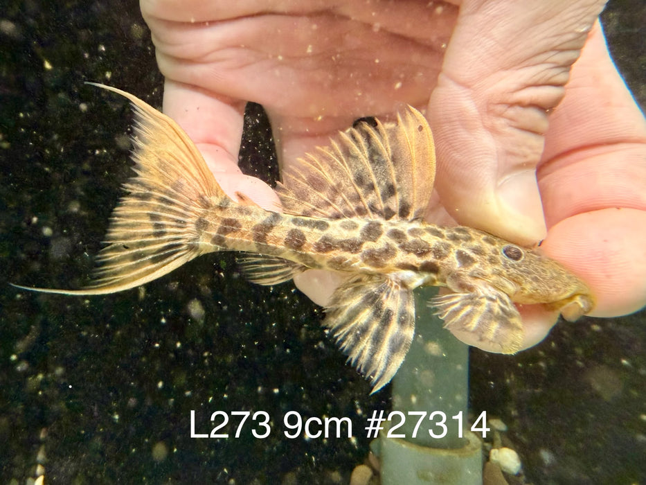 * Pleco * L273 Titanic Pleco 9cm #27314 (Actual piece)