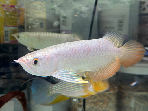 * Arowana * Golden Crossback Arowana (XB) 18-20cm