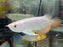 * Arowana * Golden Crossback Arowana (XB) 18-20cm