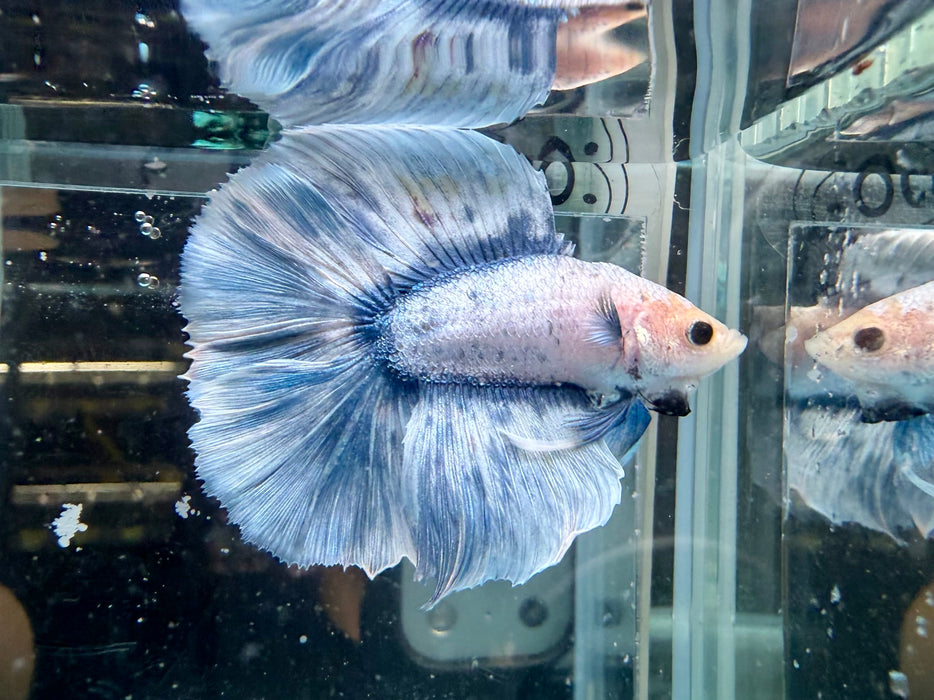 * Betta * DTHM Doubletail Halfmoon (Actual Fish) #63