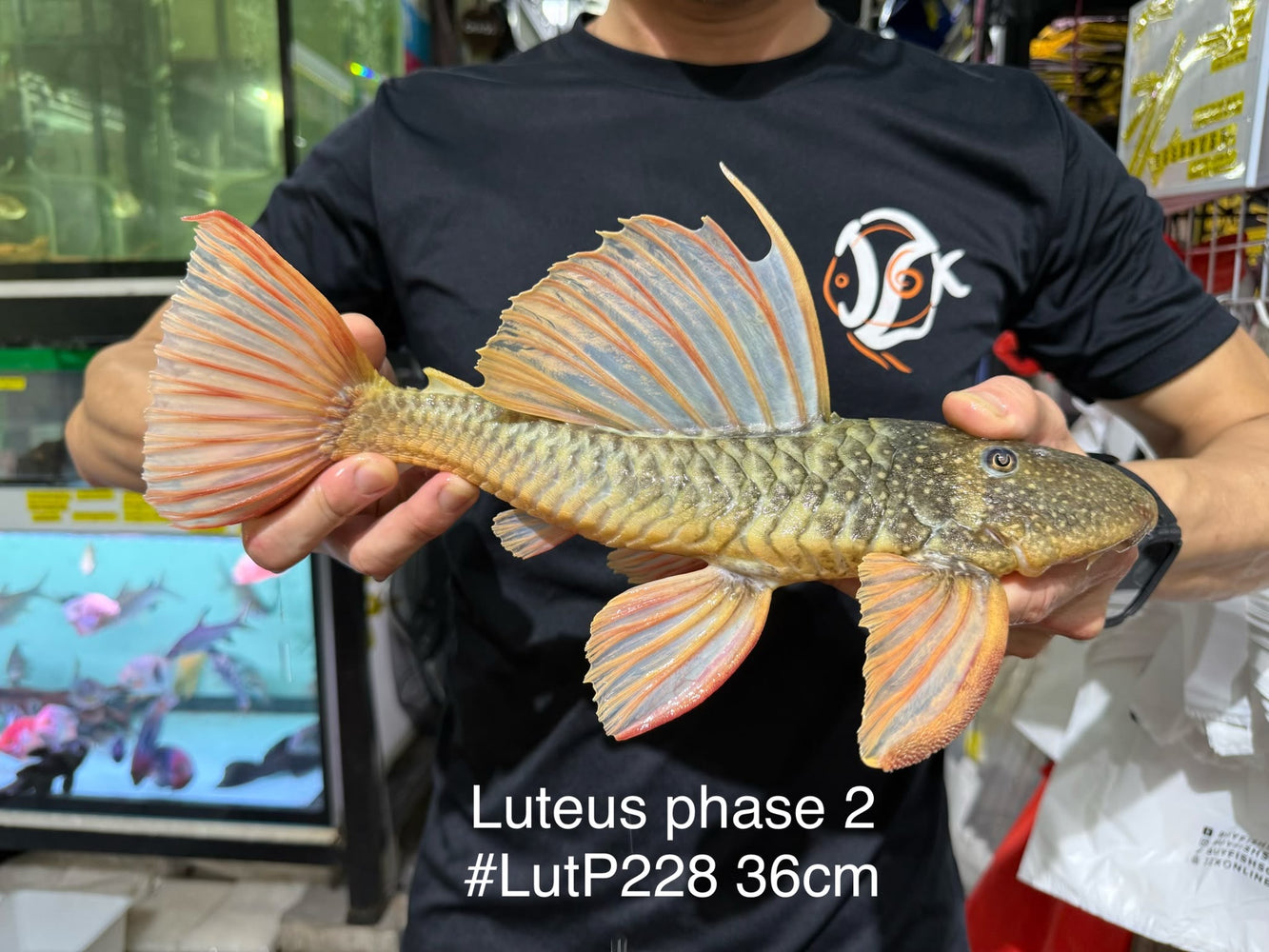 * Pleco *  Hypostomus Luteus phase 2 36cm #LUTP228 (Actual Piece)