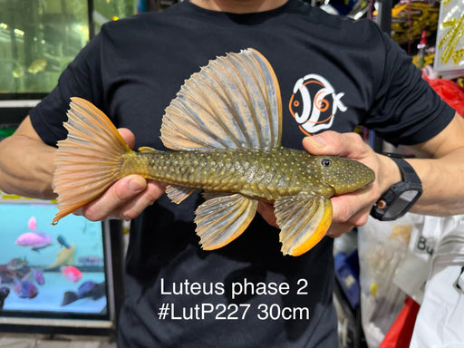 * Pleco *  Hypostomus Luteus phase 2 30cm #LUTP227 (Actual Piece)