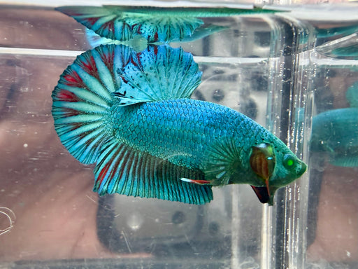 * Betta * HMPK (Actual Fish) #14