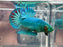 * Betta * HMPK (Actual Fish) #14