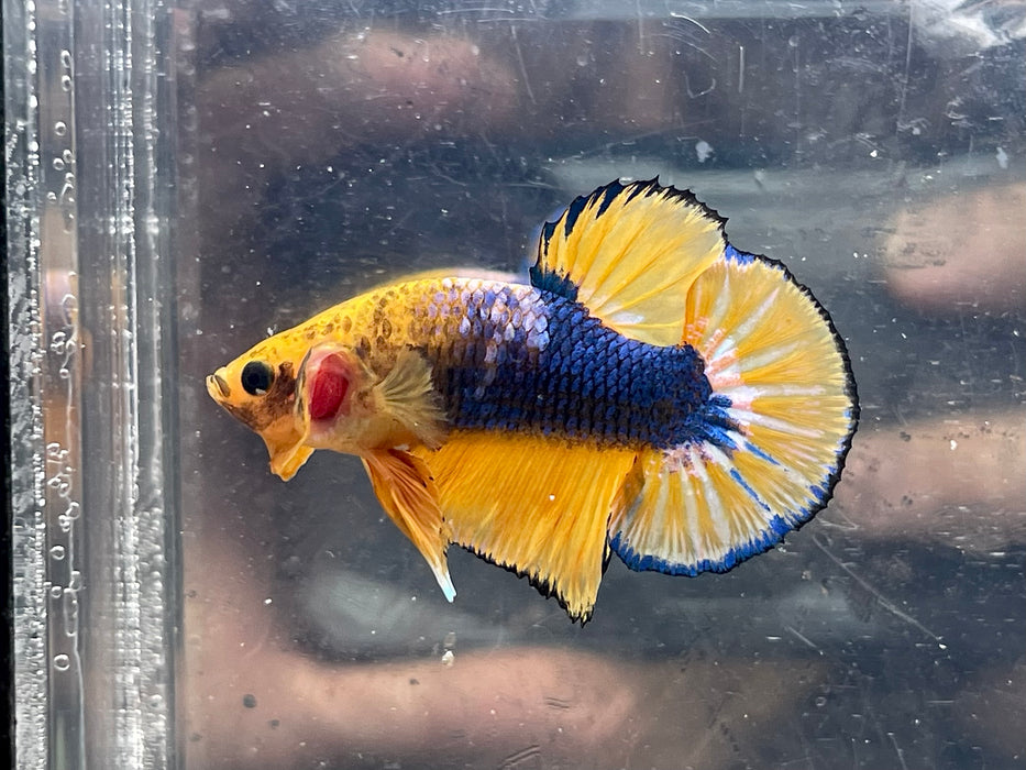* Betta * Yellow Fancy HMPK (Actual Fish) #PK08