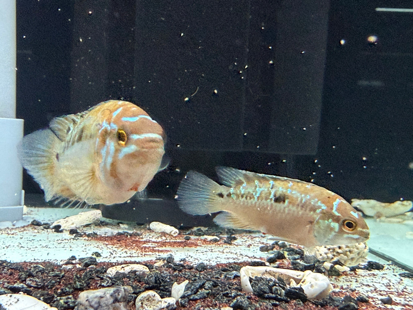 * Cichlids * Ivanacara bimaculata *RARE* BREEDING PAIR 6-8cm