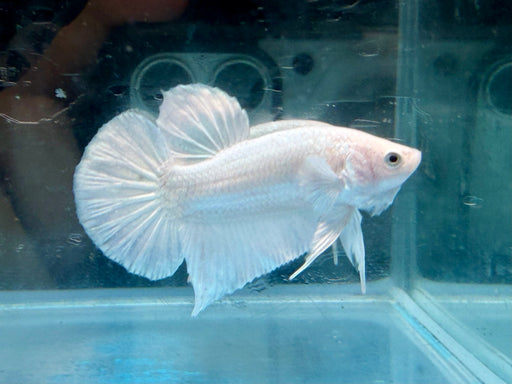 * Betta * HMPK (Actual Fish) #29