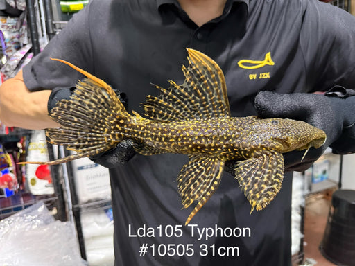 * Pleco *  Pseudacanthicus sp Typhoon LDA105 31cm #10505 (Actual piece)