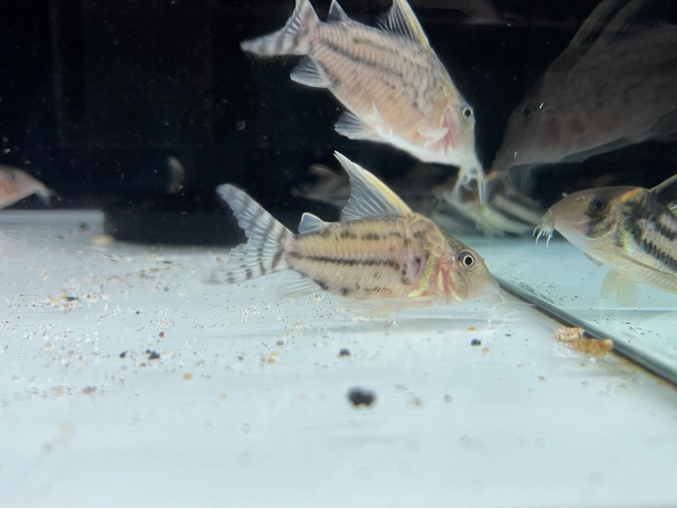 * Corydoras *  Brochis sp. Super Pulcher