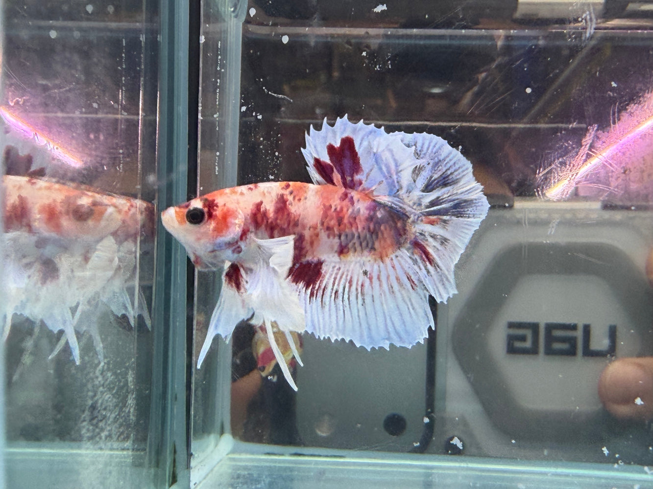 * Betta * HMPK (Actual Fish) #44