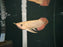 * Arowana * Kalimantan Red Arowana (15-18cm)