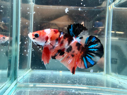 * Betta * HMPK (Actual Fish) #63