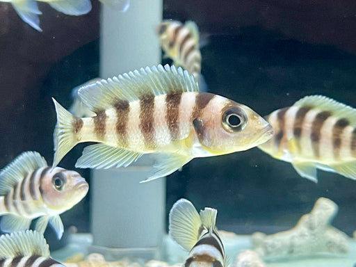 * Cichlids * Lamprologus sexfasciatus GOLD Tanzania 5-7cm