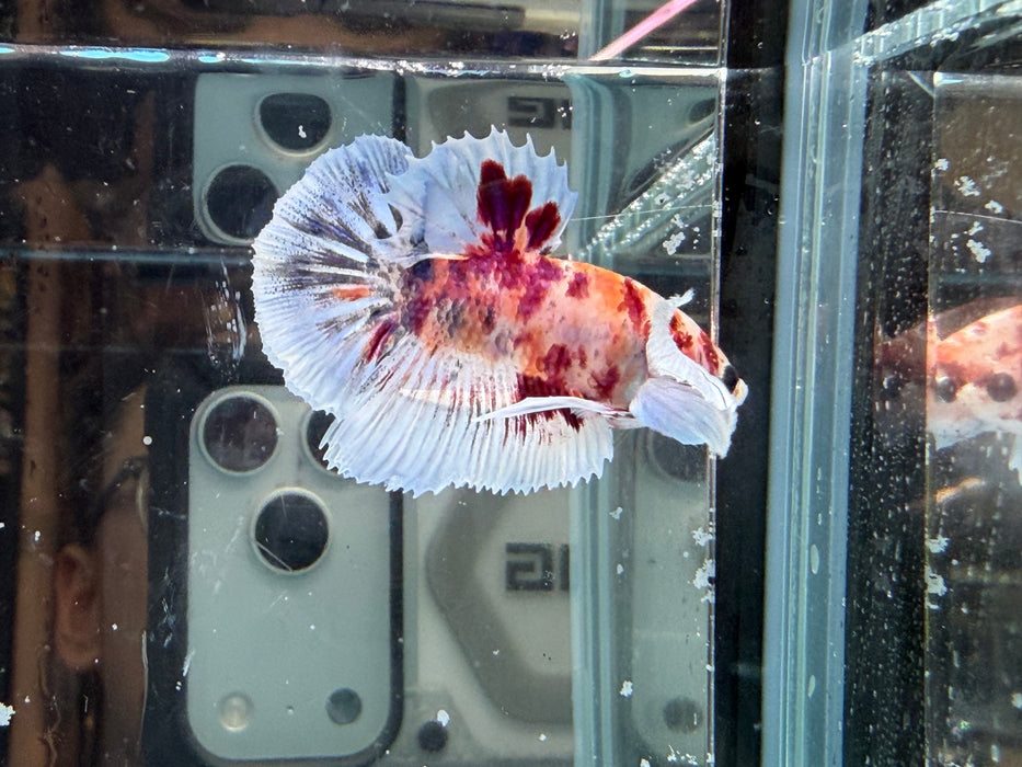 * Betta * HMPK (Actual Fish) #44
