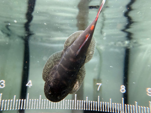 * Other Species * Gastromyzon sp. Bloody Mary