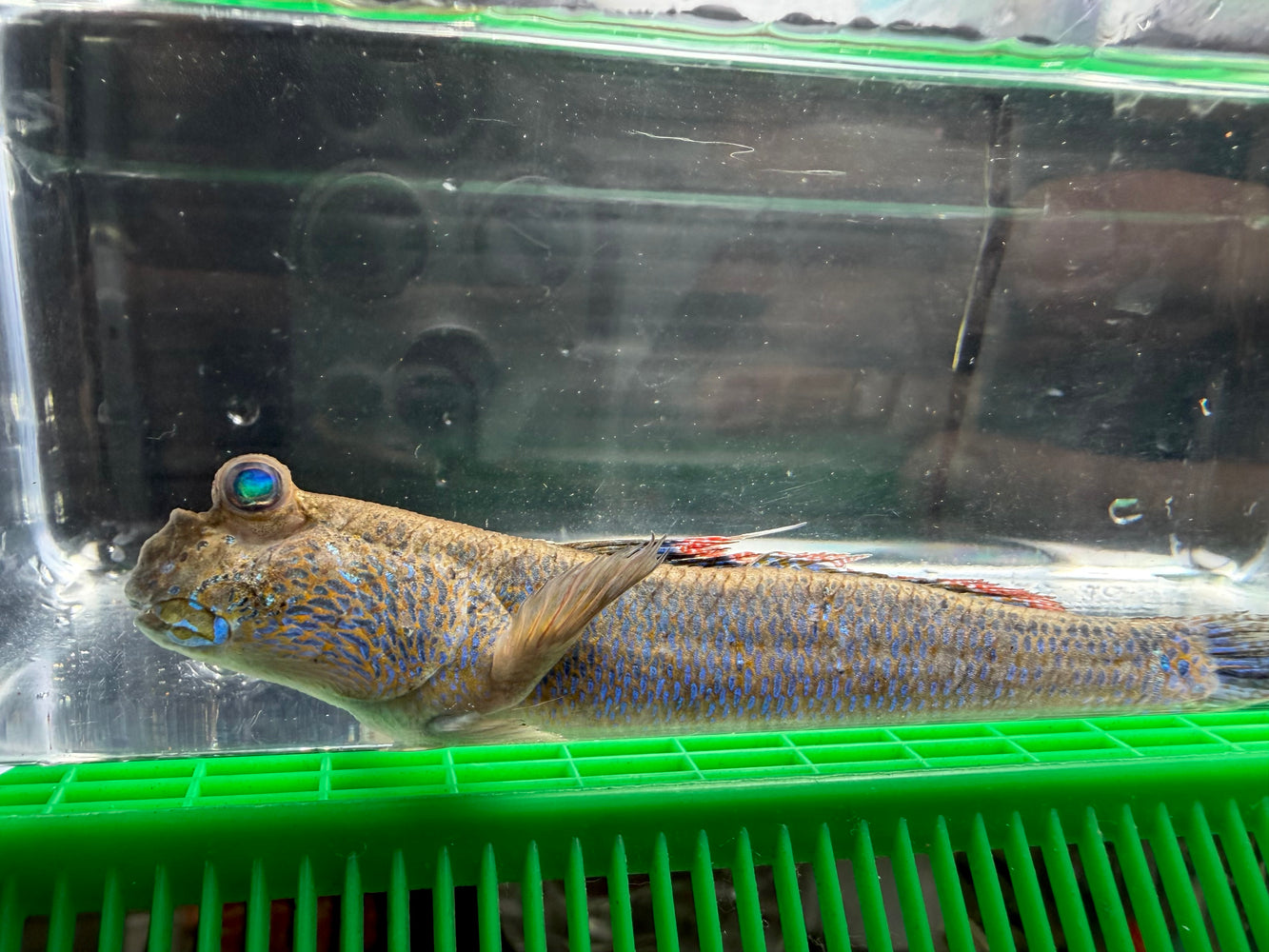 * Other Species * Asian Blue Mudskipper (Periopthalmus septemradiatus)