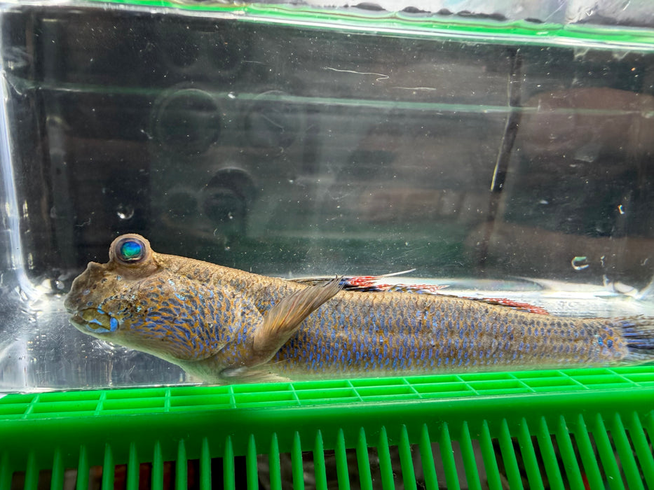 * Other Species * Asian Blue Mudskipper (Periopthalmus septemradiatus)