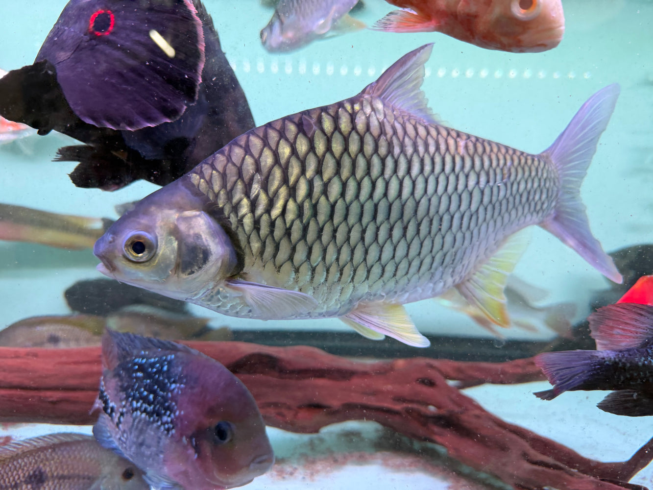 * Other Species * Barbonymus gonionotus (Javan Lemon Barb) XL (28-30cm)